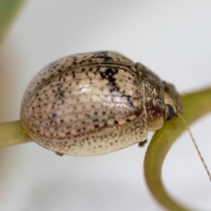 Paropsisterna laesa species complex at Hawker, ACT - 30 Oct 2021 11:30 AM