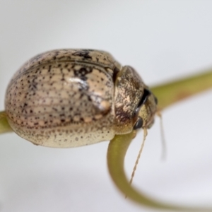 Paropsisterna laesa species complex at Hawker, ACT - 30 Oct 2021 11:30 AM