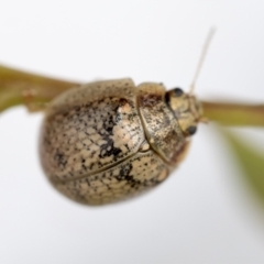 Paropsisterna laesa species complex at Hawker, ACT - 30 Oct 2021 11:30 AM