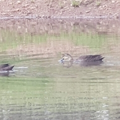 Anas superciliosa (Pacific Black Duck) at Watson, ACT - 6 Nov 2021 by MPW