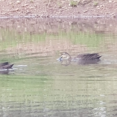 Anas superciliosa (Pacific Black Duck) at Mount Majura - 6 Nov 2021 by MAX