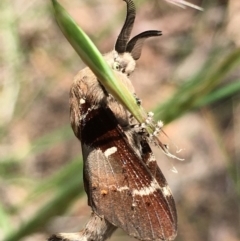 Pinara cana (Neat Pinara) at Acton, ACT - 6 Nov 2021 by YellowButton