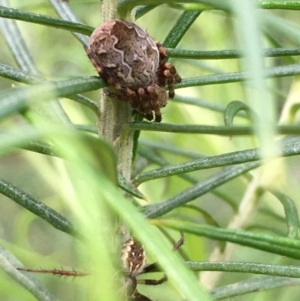 Salsa fuliginata at Acton, ACT - 6 Nov 2021 11:40 AM