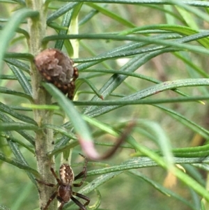 Salsa fuliginata at Acton, ACT - 6 Nov 2021 11:40 AM