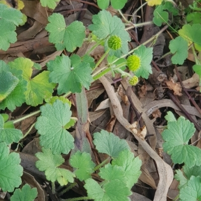 Hydrocotyle laxiflora (Stinking Pennywort) at Mount Majura - 6 Nov 2021 by MAX