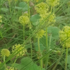 Hydrocotyle laxiflora at Watson, ACT - 6 Nov 2021 05:15 PM