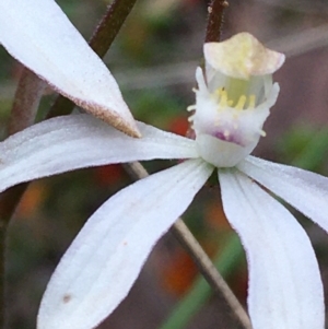 Caladenia moschata at Acton, ACT - suppressed