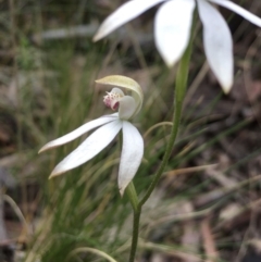 Caladenia moschata at Acton, ACT - suppressed