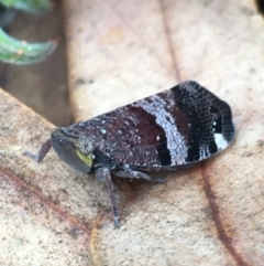 Platybrachys decemmacula (Green-faced gum hopper) at Black Mountain - 6 Nov 2021 by YellowButton