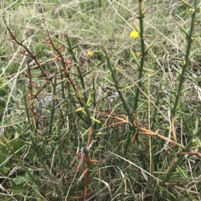 Discaria pubescens (Australian Anchor Plant) at Mount Clear, ACT - 7 Nov 2021 by BrianH