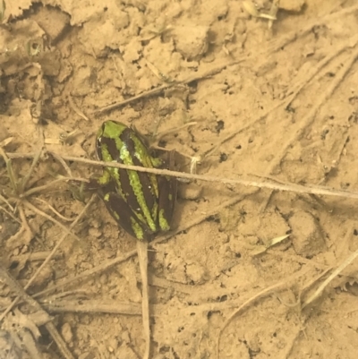 Litoria verreauxii verreauxii (Whistling Tree-frog) at Mount Clear, ACT - 7 Nov 2021 by BrianH