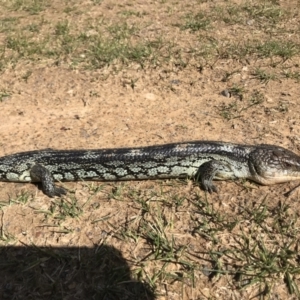 Tiliqua nigrolutea at Mount Clear, ACT - 7 Nov 2021