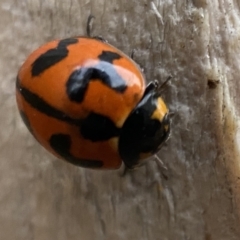 Coccinella transversalis (Transverse Ladybird) at Jerrabomberra, NSW - 7 Nov 2021 by SteveBorkowskis