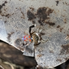 Maratus pavonis (Dunn's peacock spider) at Murrumbateman, NSW - 7 Nov 2021 by SimoneC