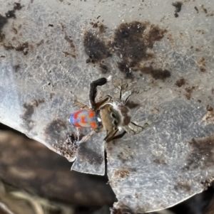 Maratus pavonis at Murrumbateman, NSW - suppressed