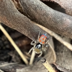 Maratus pavonis at Murrumbateman, NSW - suppressed