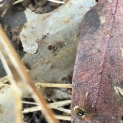 Maratus pavonis at Murrumbateman, NSW - suppressed