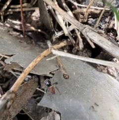 Maratus pavonis at Murrumbateman, NSW - suppressed