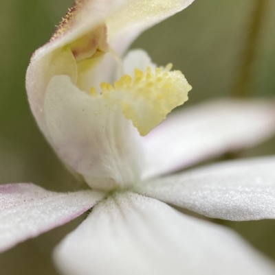 Caladenia moschata (Musky Caps) at Block 402 - 6 Nov 2021 by AJB