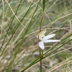Caladenia moschata at Stromlo, ACT - 6 Nov 2021
