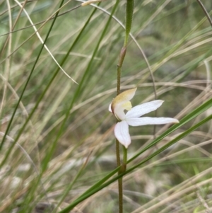 Caladenia moschata at Stromlo, ACT - 6 Nov 2021