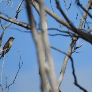 Cacomantis variolosus at Carwoola, NSW - 7 Nov 2021