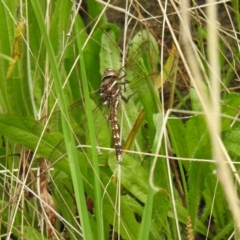 Adversaeschna brevistyla (Blue-spotted Hawker) at Carwoola, NSW - 6 Nov 2021 by Liam.m