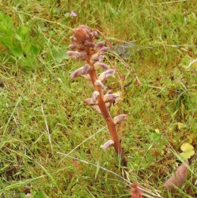 Orobanche minor (Broomrape) at Carwoola, NSW - 5 Nov 2021 by Liam.m