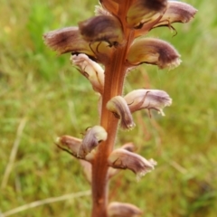 Orobanche minor at Carwoola, NSW - suppressed