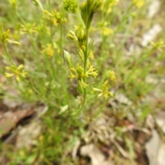 Pimelea curviflora (Curved Rice-flower) at Carwoola, NSW - 5 Nov 2021 by Liam.m