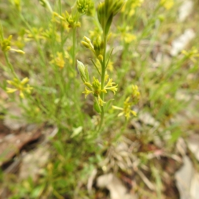 Pimelea curviflora (Curved Rice-flower) at Carwoola, NSW - 6 Nov 2021 by Liam.m