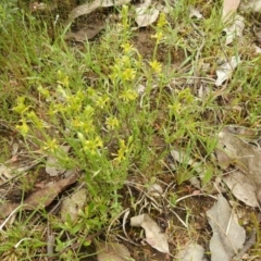 Pimelea curviflora at Carwoola, NSW - 6 Nov 2021