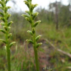 Microtis unifolia (Common Onion Orchid) at Carwoola, NSW - 6 Nov 2021 by Liam.m