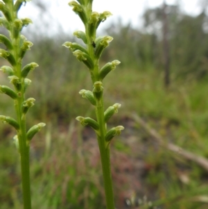 Microtis unifolia at Carwoola, NSW - suppressed