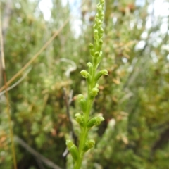 Microtis unifolia at Carwoola, NSW - suppressed