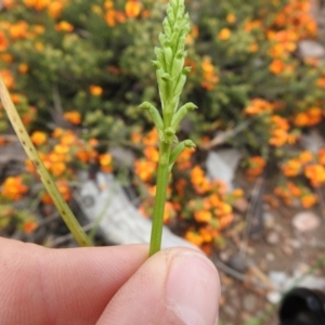 Microtis unifolia at Carwoola, NSW - suppressed