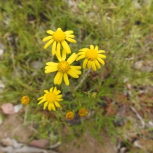 Senecio madagascariensis at Carwoola, NSW - 6 Nov 2021