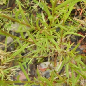 Senecio madagascariensis at Carwoola, NSW - 6 Nov 2021