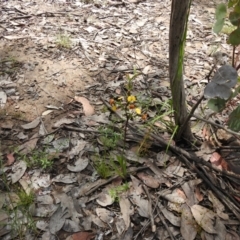 Diuris semilunulata (Late Leopard Orchid) at Carwoola, NSW - 5 Nov 2021 by Liam.m