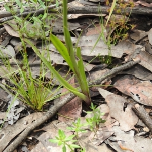 Diuris semilunulata at Carwoola, NSW - suppressed