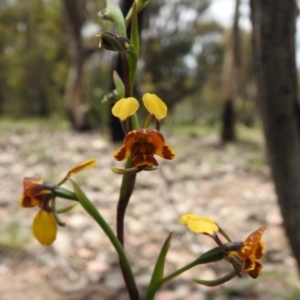 Diuris semilunulata at Carwoola, NSW - suppressed