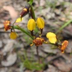 Diuris semilunulata at Carwoola, NSW - suppressed