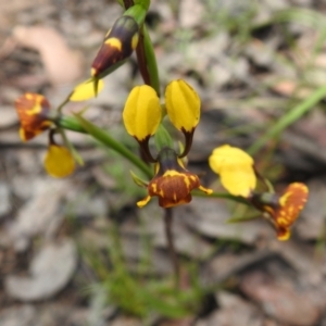 Diuris semilunulata at Carwoola, NSW - suppressed