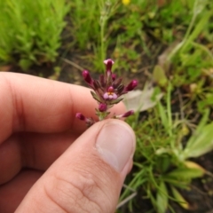 Parentucellia latifolia (Red Bartsia) at Carwoola, NSW - 5 Nov 2021 by Liam.m