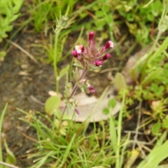 Parentucellia latifolia at Carwoola, NSW - suppressed