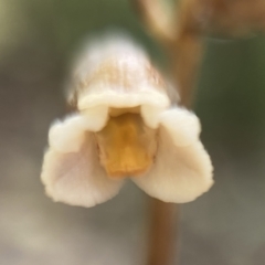 Gastrodia sesamoides (Cinnamon Bells) at Isaacs, ACT - 7 Nov 2021 by AJB