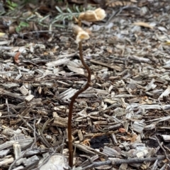 Gastrodia sesamoides at Isaacs, ACT - 7 Nov 2021