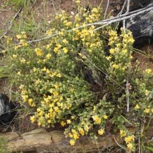 Pultenaea procumbens at Carwoola, NSW - 6 Nov 2021