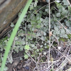 Asplenium flabellifolium at Carwoola, NSW - 6 Nov 2021