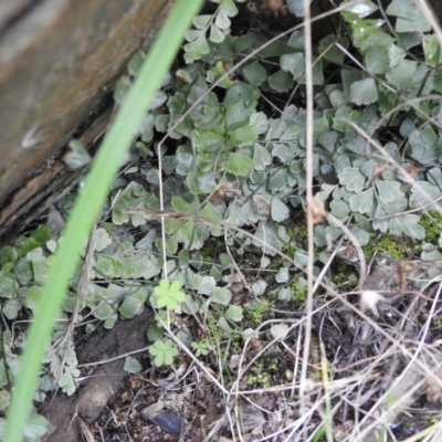 Asplenium flabellifolium (Necklace Fern) at Carwoola, NSW - 6 Nov 2021 by Liam.m